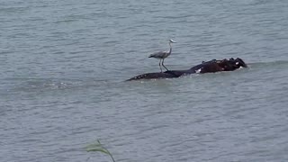 Fearless Heron rides at the back of Hippo