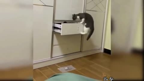 The intelligence of the cat