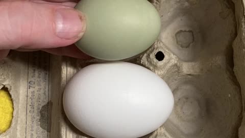 One of Our Girls Laid Her FIRST EGG! (my reaction, filmed 8-12-2022)