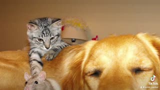 母と私は、人間は猫や犬とは仲良く できるが、ネズミやネズミとは仲良 くできないということについて話し ています。