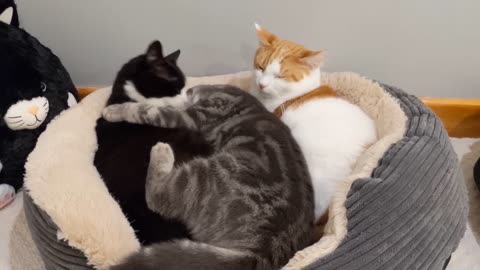 Two Cats Lovingly Groom Kitten (Cuteness Overload)