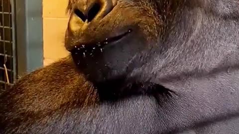 Listen to this happy gorilla eating broccoli! #silverback #gorilla #asmr #mukbang #eating #animal