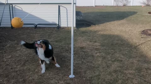 Dog Plays Tetherball