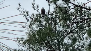 Bald eagle guards it’s nest while mate sits on eggs