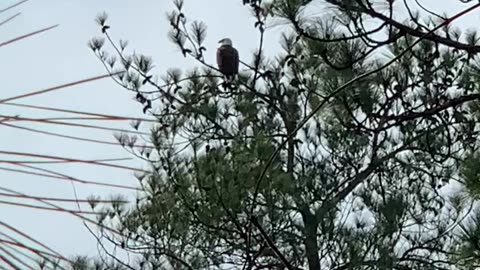 Bald eagle guards it’s nest while mate sits on eggs