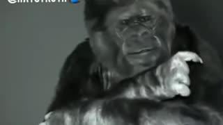 Koko the smartest gorrila alive has a sign language message for humanity