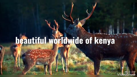 beautiful wildlife of kenya