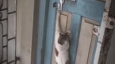 Check out this cat's amazing talent,
