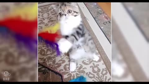 Cutest Kittens - Little Cats - Kitten Videos