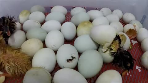 5 Hours Duck Egg Hatching Time Lapse Under 3 Minutes