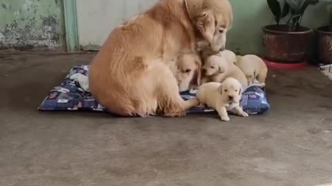 Lovely dog Family