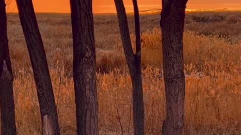 in the trees 🔥 #fire #naturevibes #throughtthetree