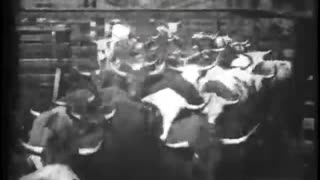 Cattle Driven to Slaughter