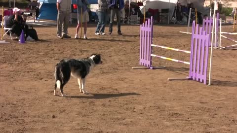Dog Agility Competition