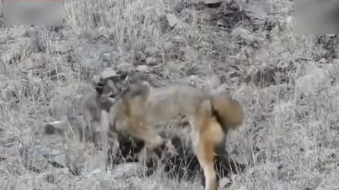 unbelievable cougar and coyote fighting ugly see