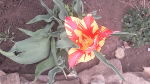 Unusual tulip