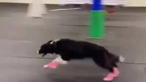 Intense Doggy Relay Race... Wait till the end!