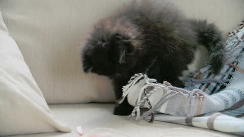 A Pet Kitten Playing 👀 With A Blanket In The Sofa