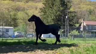 Spartan is a six year old Percheron stallion