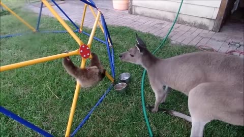 "Cutest Baby Sloths Compilation 🦥❤️