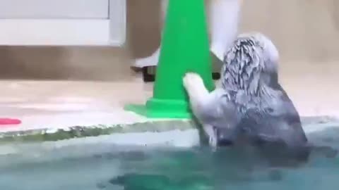 Seal fish helping pond cleaner #shorts #viral #shortsvideo #video