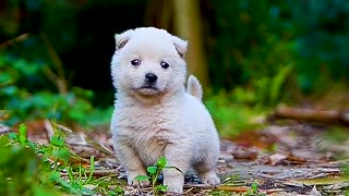 Cute little white dog, # of a pet