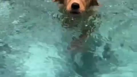 Cute with carrying pet's ❤️❤️ Swimming