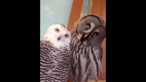 Top Funny Bird Videos Awesome bird video