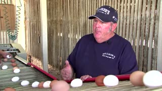 Egg prices decline, but at a cost for farmers