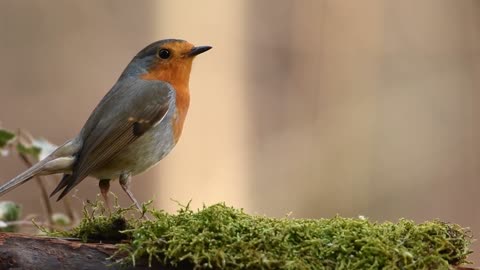 Robin Bird in forest Free stock footage Free HD Videos - no copyright 3