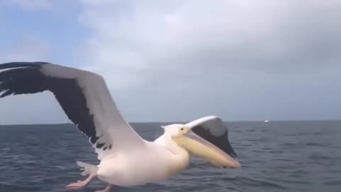 Pelican's Hunting Techniques
