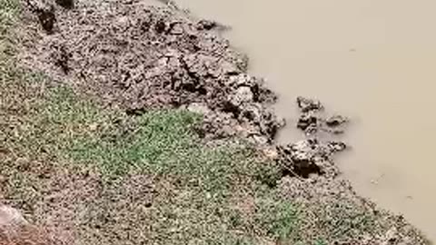 Copper crosses the Rio grande river into Mexico.