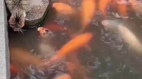 Cat attack fish
