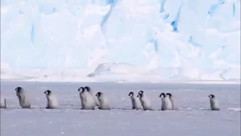 penguins walking side by side