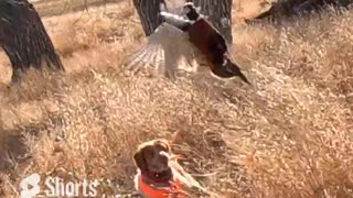 Pheasant Hunting in the Colorado Woods