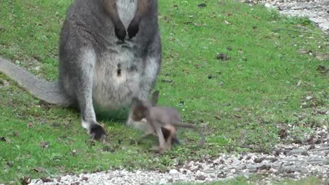 Känguru ist aus dem Beutel gefallen