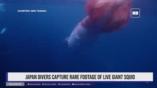 Divers capture rare footage of live giant squid in Japan
