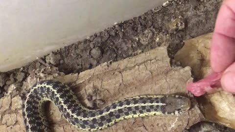 feed rescue snake by hand
