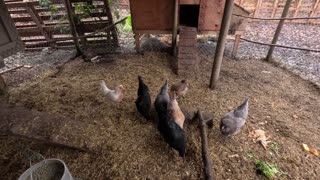 Introducing New Chickens To Our Backyard Flock - Simple Way To Introduce New Birds