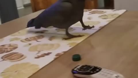 Parrot throws a tantrum