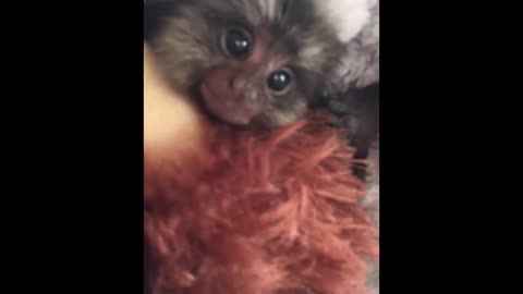 MONKEY FINGER 2023- Funny and Cute Video Of Common Marmoset Monkey 2023