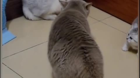 Cat funny video 😂