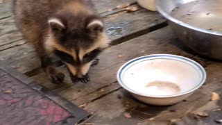 07-08-23 | Feeding Baby Raccoons | Part 10 | #shorts