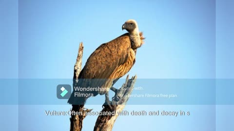 Comparison of the Falcon and the Vulture