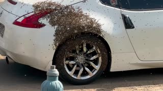 Bees Swarm Sports Car