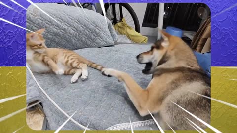 Comical Cats and Dogs Fights for Brawl Stars🤣Try Not To Laugh😹🥊🐶16🔥