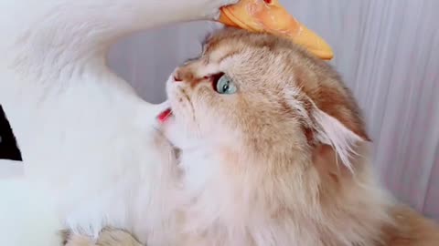 Funny Cat videos