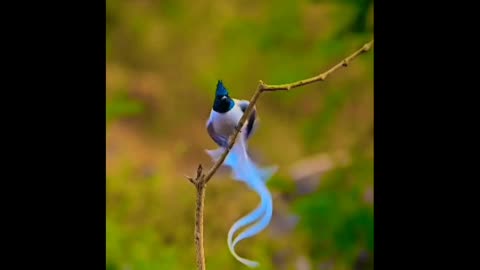 Birds Beauty🎋🎋