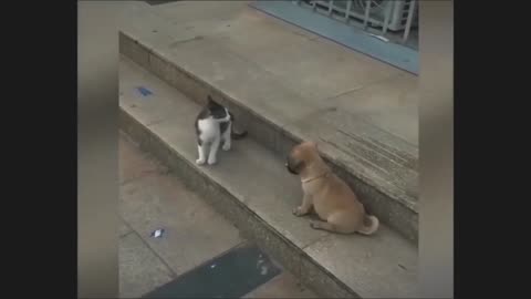 Cat and dogs fight memes 🤣🤣🤣🤣🤣🤣🤣