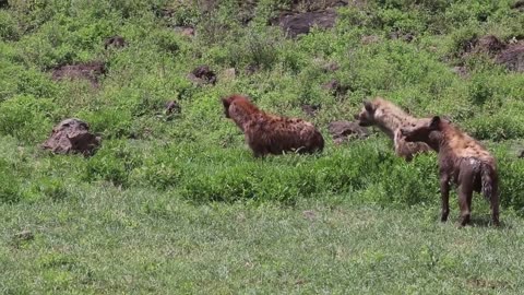 Thirty hyenas vs. three lions